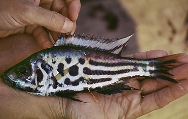 Hemibates stenosoma 'Chituta Bay'